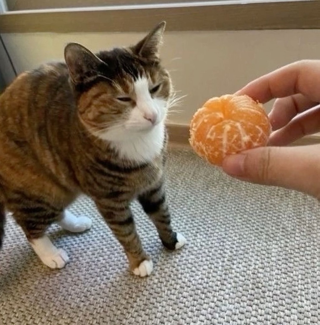 PunchingCat's tweet photo. Oinge https://t.co/MKNLBqvcv0