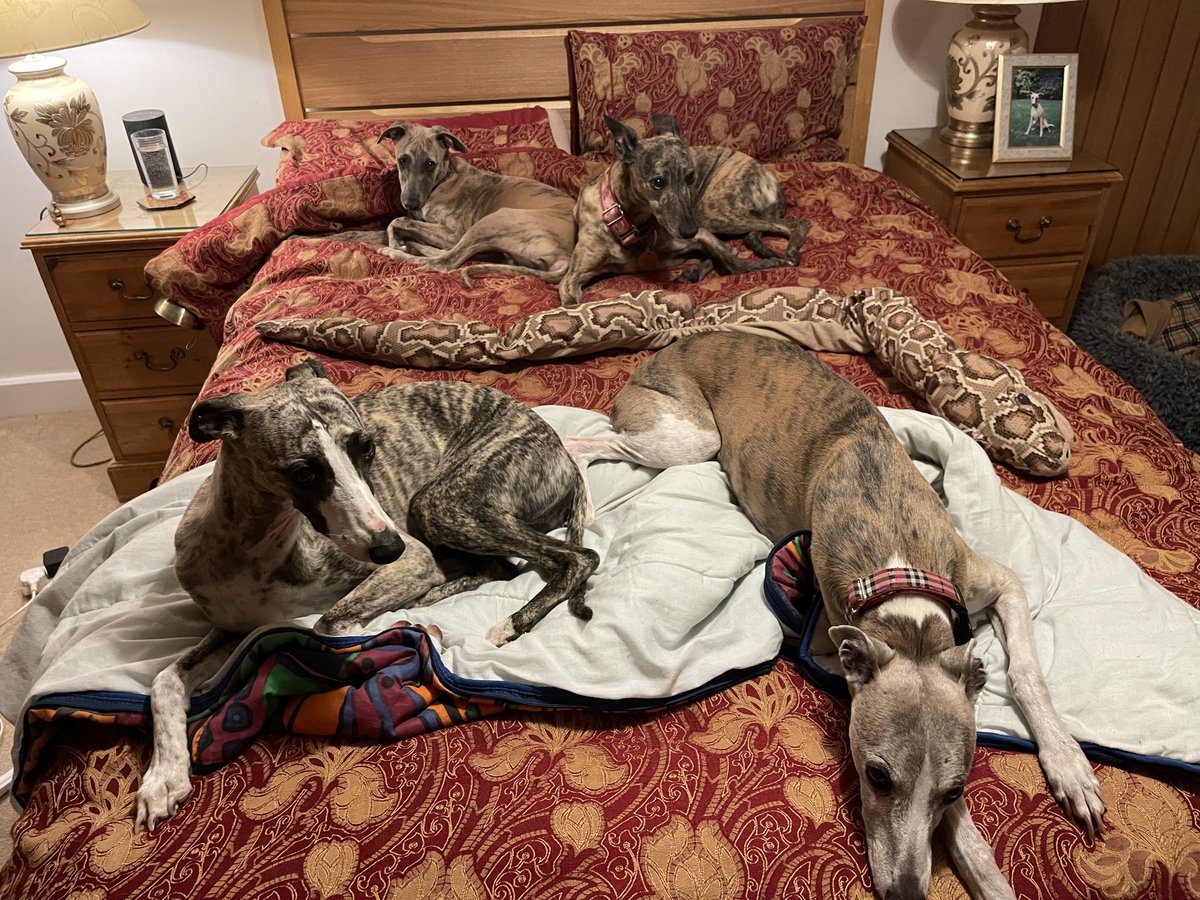 I can slither across the middle tonight with Pete 🐍🐍🐍👏👏💤💤