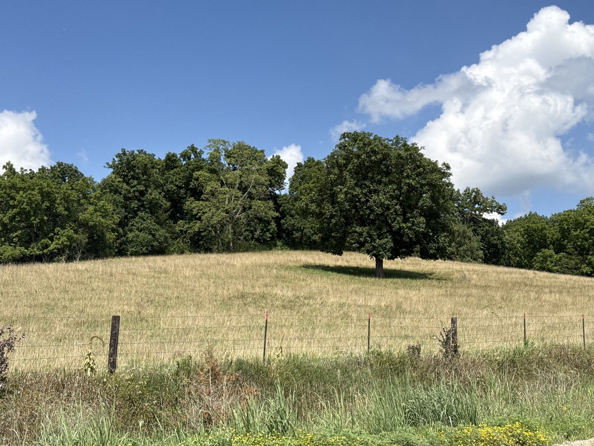 ok_listener's tweet image. tree