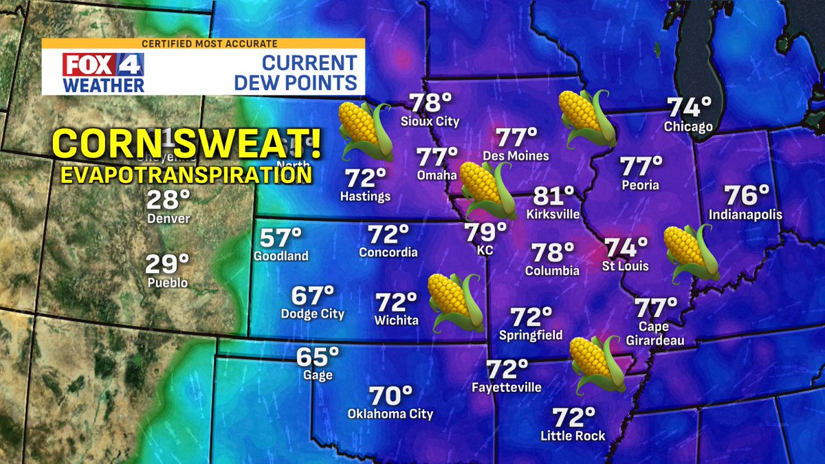 JacobLanierWx's tweet image. Easy to see the corn belt on the Midwest dewpoint map this afternoon... Corn transpiration adds moisture to the air and that extreme humidity is pushing feels like temps to around 110°+! @fox4kc #KSwx #MOwx #IAwx