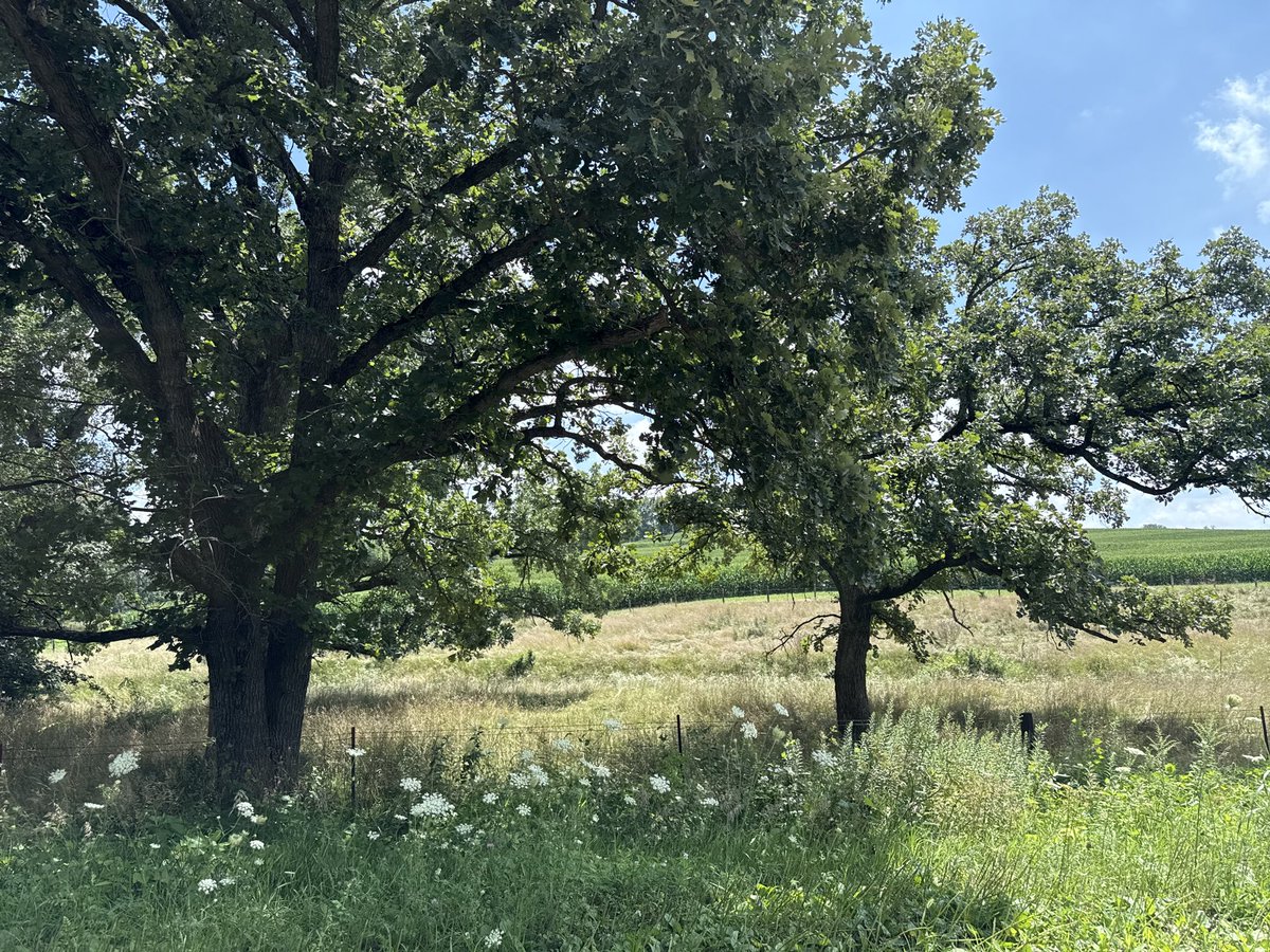 ok_listener's tweet image. trees