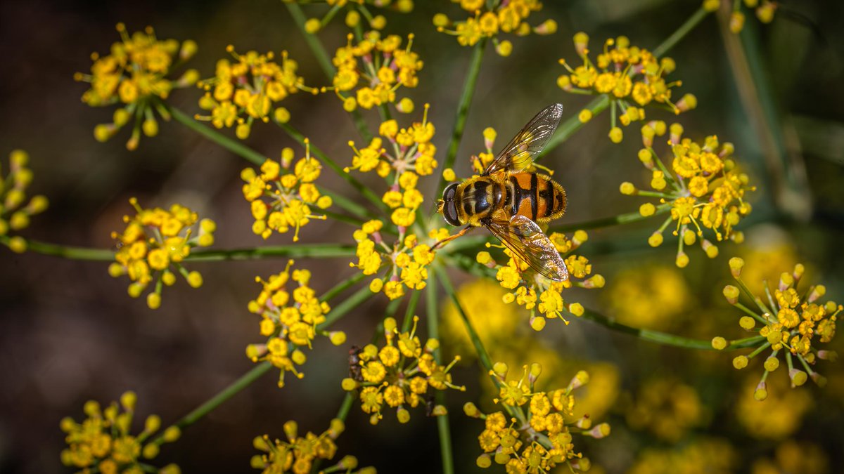 E_van_den_Ham's tweet image. Batman hoverfly, Doodshoofdzweefvlieg (Myathropa florea), on Fennel,Bronze venkel (Foeniculum vulgare 'Giant Bronze').
#SundayYellow