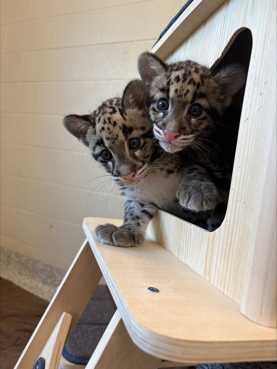nashzoovet's tweet image. Don't forget we’ve got double the cuteness at the nursery windows — TWO clouded leopard cubs are hanging out and ready to melt your heart! As well as a baby #bandedpalmcivet and a #turaco! #CloudedLeopardCubs #NashvilleZoo