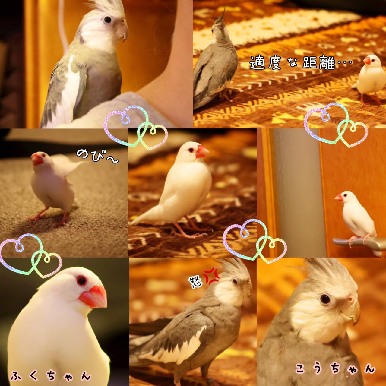 小鳥♡プロフィールもご覧くださいさま専用 ✿ ‎SHIORI✿* 不定期です(* ᴗ͈ˬᴗ͈)🍀 on X: 