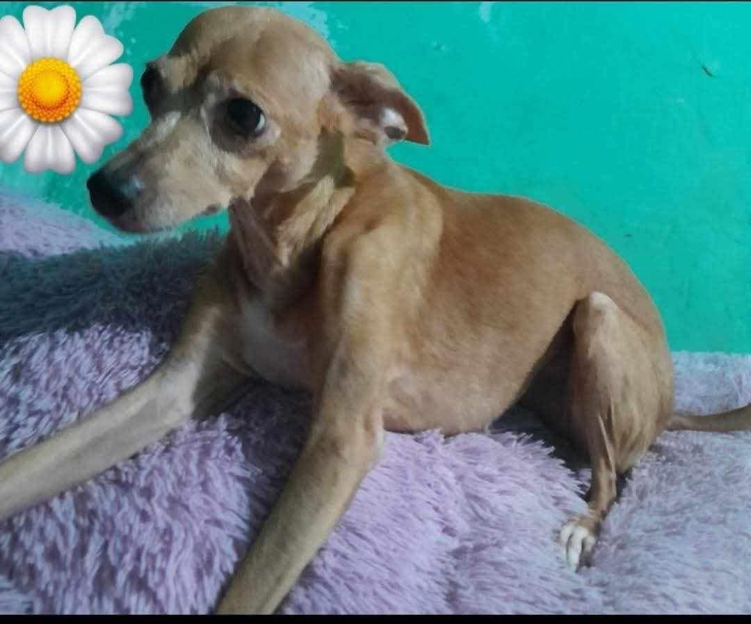 lyssitta's tweet image. #ServicioSocial
EXTRAVIADA ‼️‼️
AYUDEN A COMPARTIR!!! el día de ayer se perdió mi perrita por los lados de san lorenzo , santa ana por el barrio santa barbara y no la hemos podido encontrar, podrían hacerme el favor de publicarla , se los agradecería mucho se llama dolly…