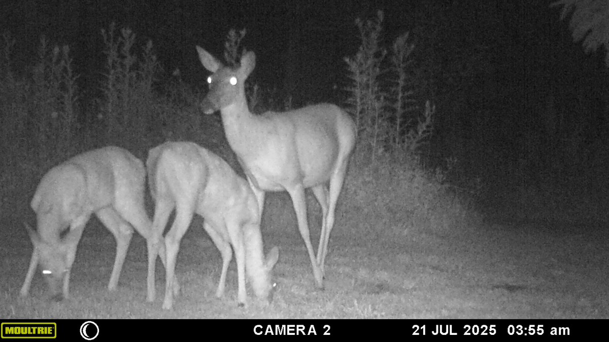 TheMagelk's tweet image. The fawns are growing!!