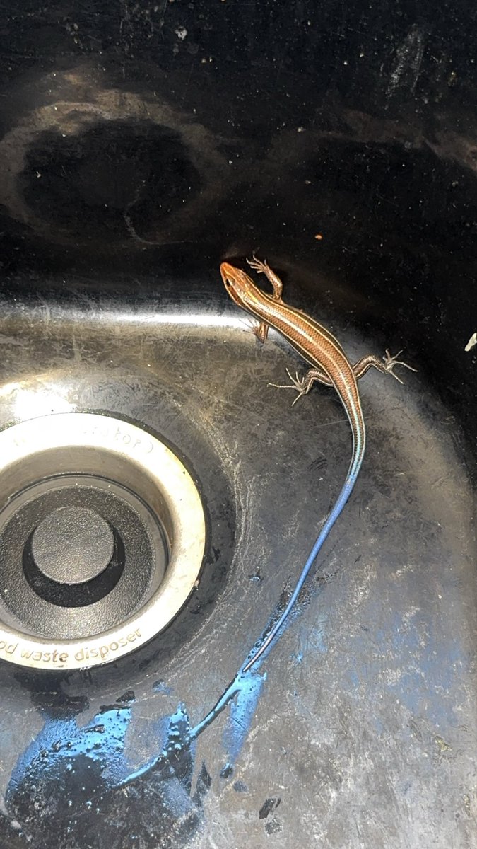 HBCBURNER's tweet image. Skink in the Sink