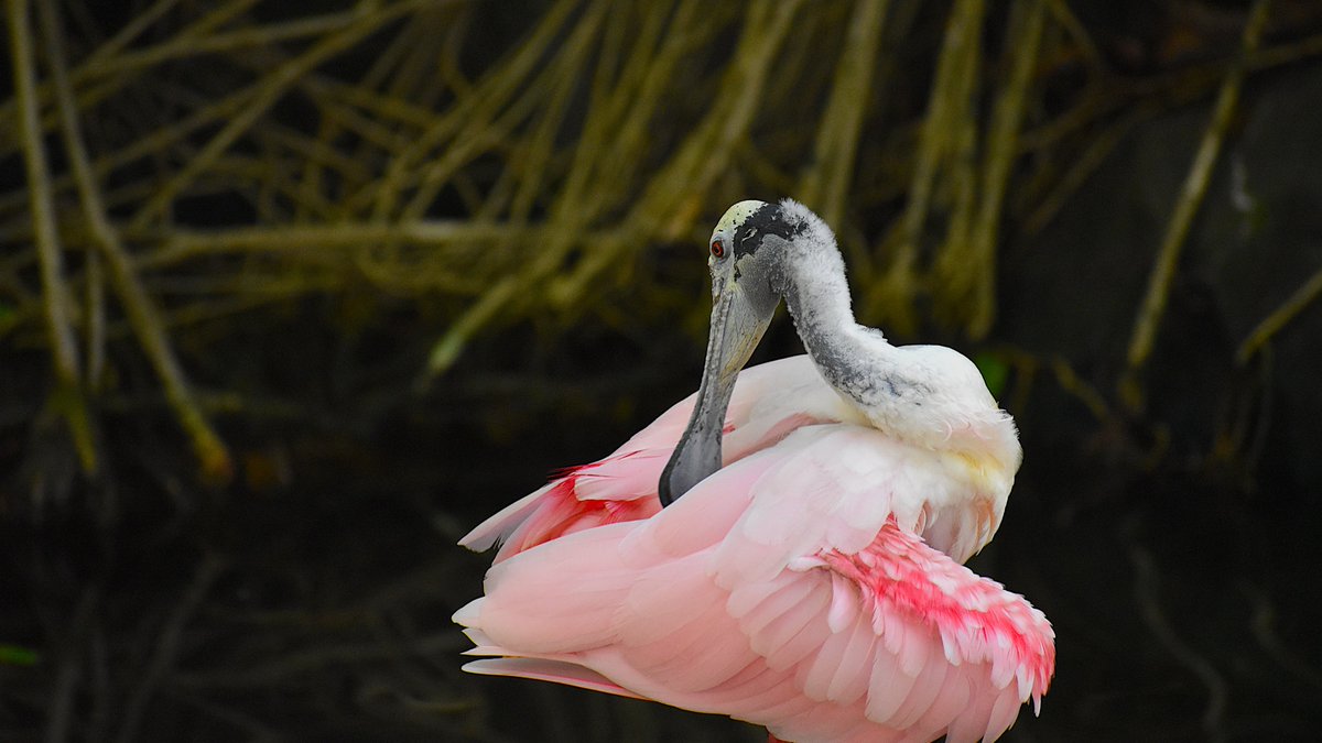 At a park south of #Orlando last week, a Roseate Spoonbill was busy with extensive maintenance work on those vibrant feathers! #Florida #BirdsSeenIn2025 #NatureBeauty #WildlifeWednesday #birds #NaturePhotography #TwitterNatureCommunity #ThePhotoHour