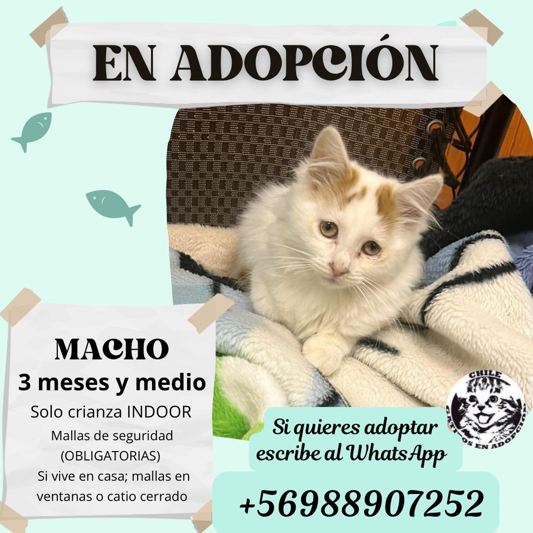 ¿Ayudamos a difundir a este hermoso bebito para que encuentre un hogar?
#Santiago