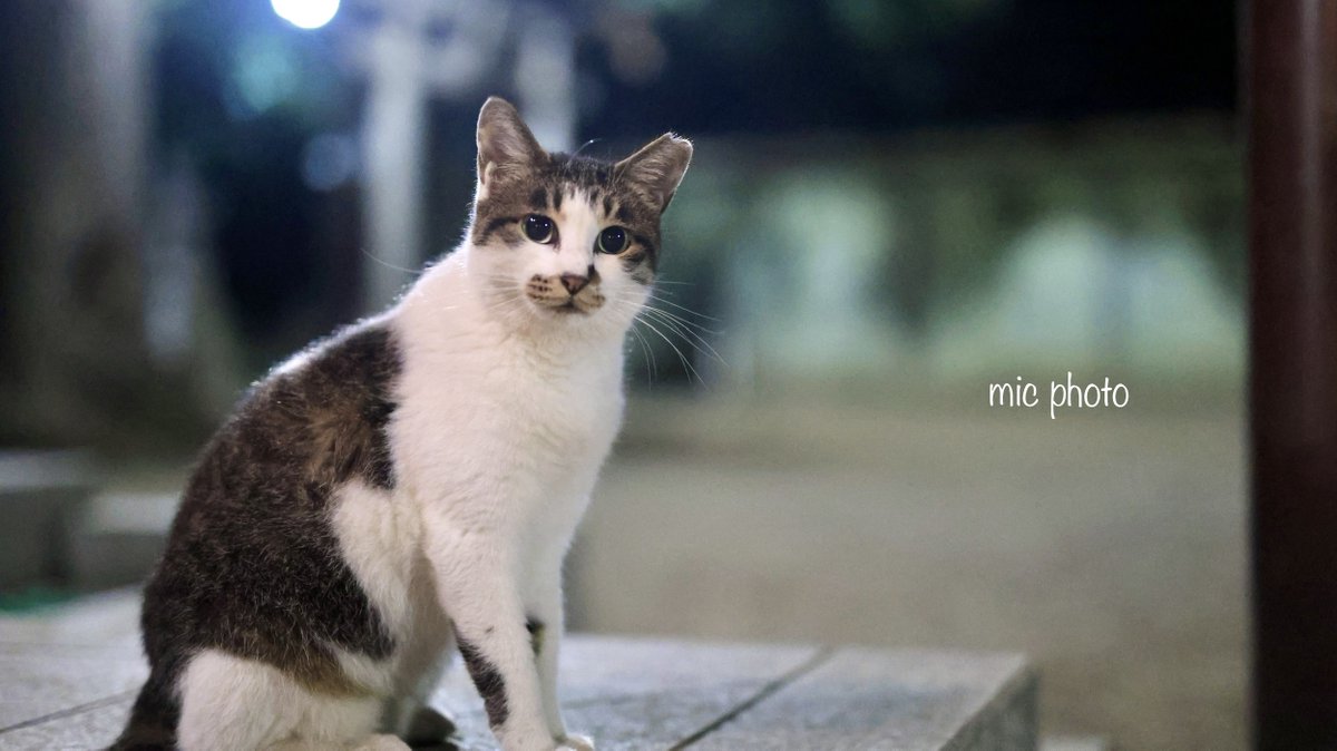 mic19951010's tweet image. 今日のにゃんこ達🐈 2025/7/28
#photography 
#ファインダー越しの私の世界
#キリトリセカイ
