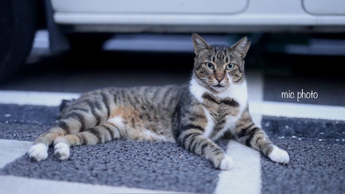 mic19951010's tweet image. 今日のにゃんこ達🐈 2025/7/28
#photography 
#ファインダー越しの私の世界
#キリトリセカイ