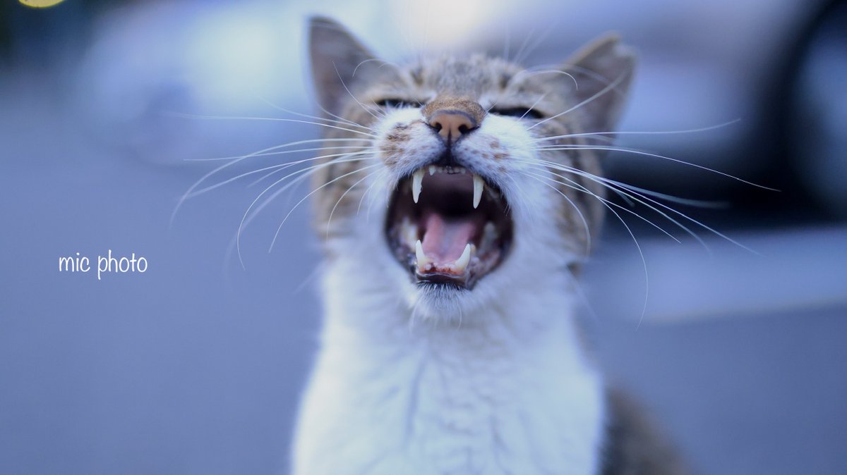 mic19951010's tweet image. 今日のにゃんこ達🐈 2025/7/28
#photography 
#ファインダー越しの私の世界
#キリトリセカイ