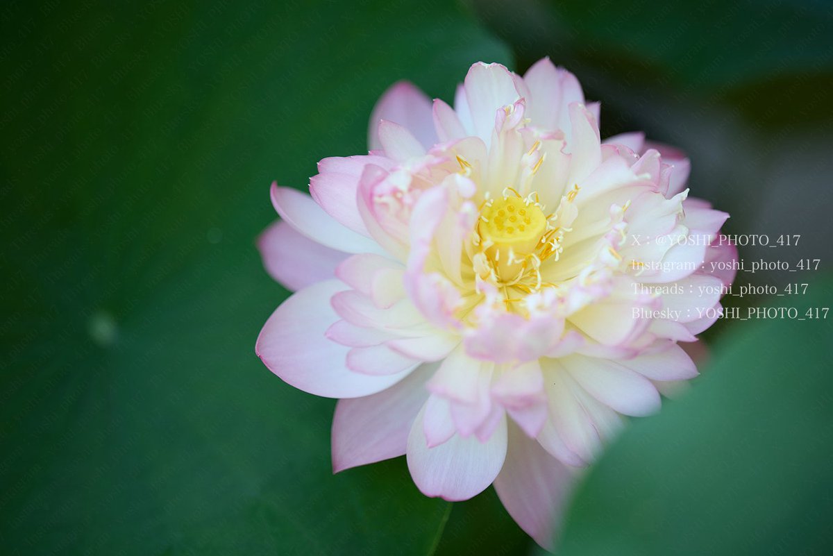 YOSHI_PHOTO_417's tweet image. 「蓮の花」