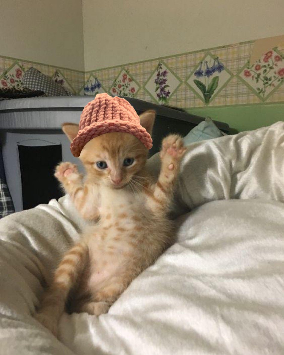 CWIFcats's tweet image. Tiny paws up, world! $cwif #letsburn
