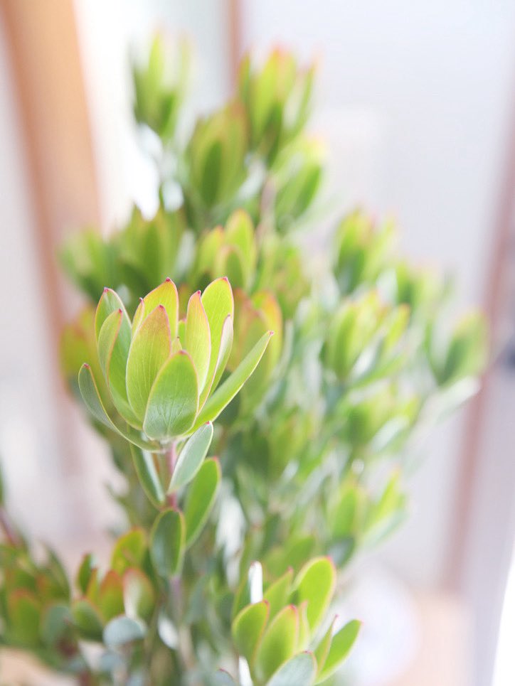 fleurenclair's tweet photo. 涼しげなイメージの
リューカデンドロン。

#花のある暮らし #丁寧な暮らし
#花 #フラワー #アレンジメント
#花束 #植物 #ブーケ #花のある日常
#良い1日を #バラ #生活の中のアート
#リューカデンドロン https://t.co/PeO003kYMw