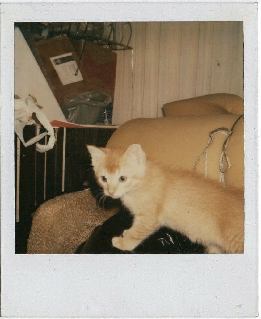 Mi gato Dinamita 🐦 tweet media