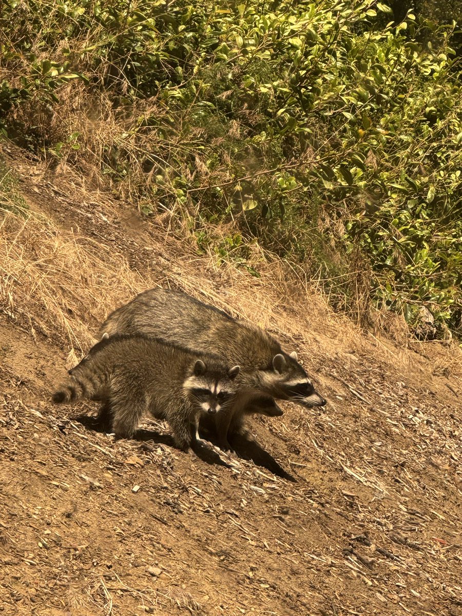 i work next to raccoons