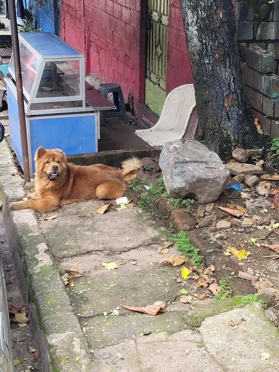 DameTuPatasv's tweet image. Aparentemente perdido ‼️
Ayuda por favor. Nos envían:
“Hola, buenas tardes.
Quisiera solicitar si me pueden ayudar publicando unas fotos de un perrito de raza Chow Chow que lleva aproximadamente una semana rondando entre el sector de la Escuela San Antonio y la cancha La…