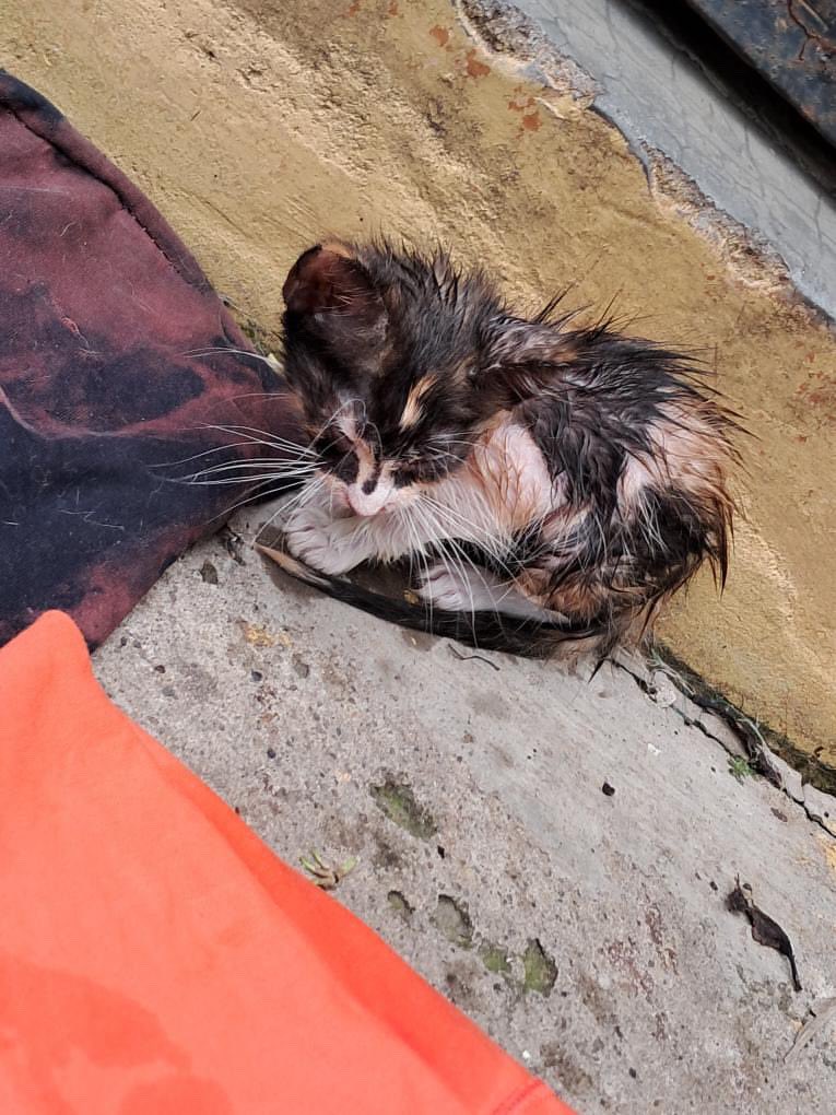 DameTuPatasv's tweet image. Solicitud de auxilio
Esto es en: San Salvador - Colonia Nueva Apopa.
Gatito en mal@s condiciones
Nos envían: 79439239