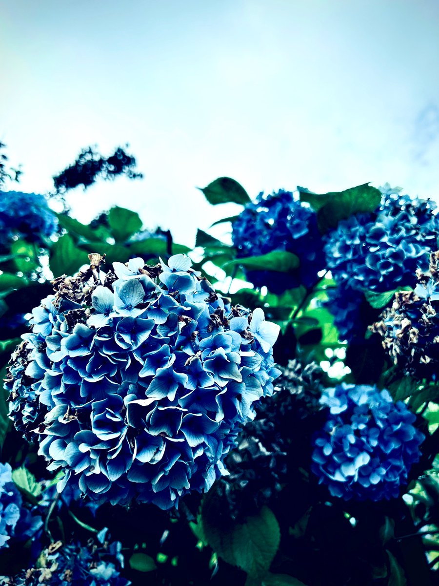 h39m40m08's tweet image. GM🕊️