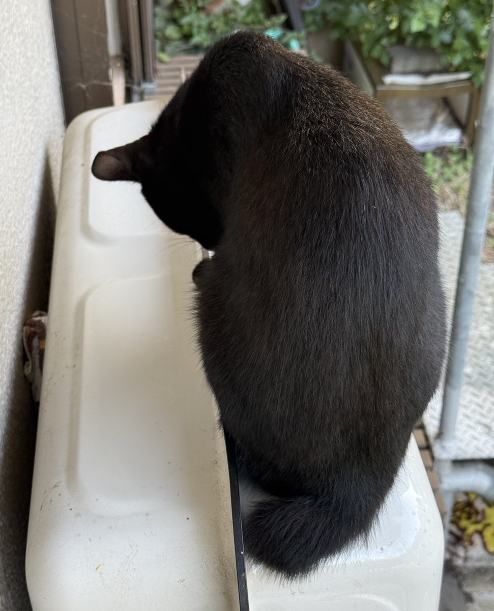 kumahousecom's tweet image. おはようございます☀😊 今日も暑くなりそうです💦
黒猫二号はまた放浪の旅に出ているようで不在😅😽
黒猫一号は灯油タンクの上に そしておばあちゃん野良猫はエサを食べにやって来ました😆🏡🐈
#黒猫
#野良猫