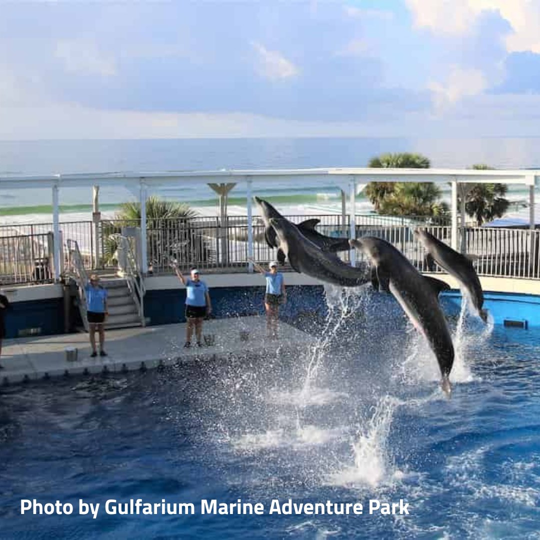 Want kid-approved fun? Gulfarium Marine Adventure Park is full of turtles, dolphins, penguins &amp; more! 🐬🐧 #FamilyFun