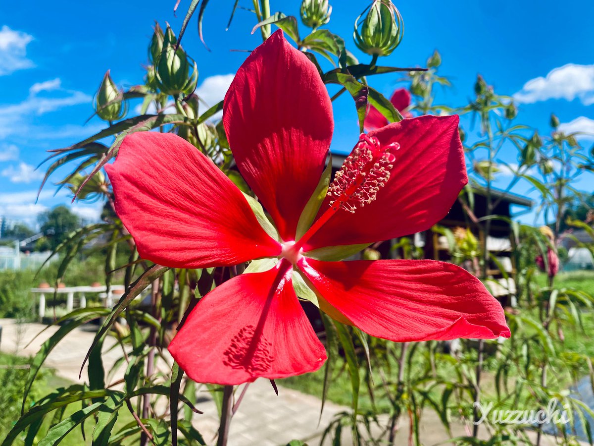 Tsm7Wk's tweet image. 7月28日（月）
おはようございます

モミジアオイ
近くの植物園で咲いてました。ハイビスカスっぽい！

穏やかな1週間となりますように🍀