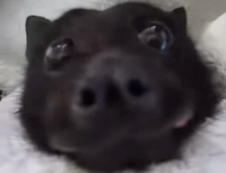 Suh0sUniverse's tweet image. @/benoftheweek guess what bitch