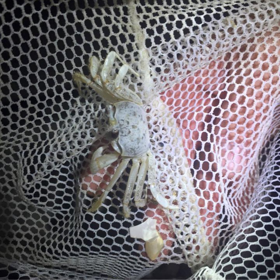 Night crab hunting on the beach. Bring a flashlight with a red lens and get ready to scuttle! #AfterDarkAdventures