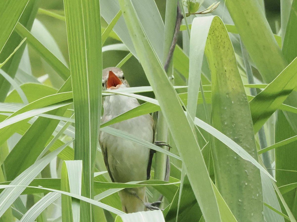 オオヨシキリ
見て下さい🤩口の中は赤いんです📸
すっかり鳴き声を聞かなくなりました😆