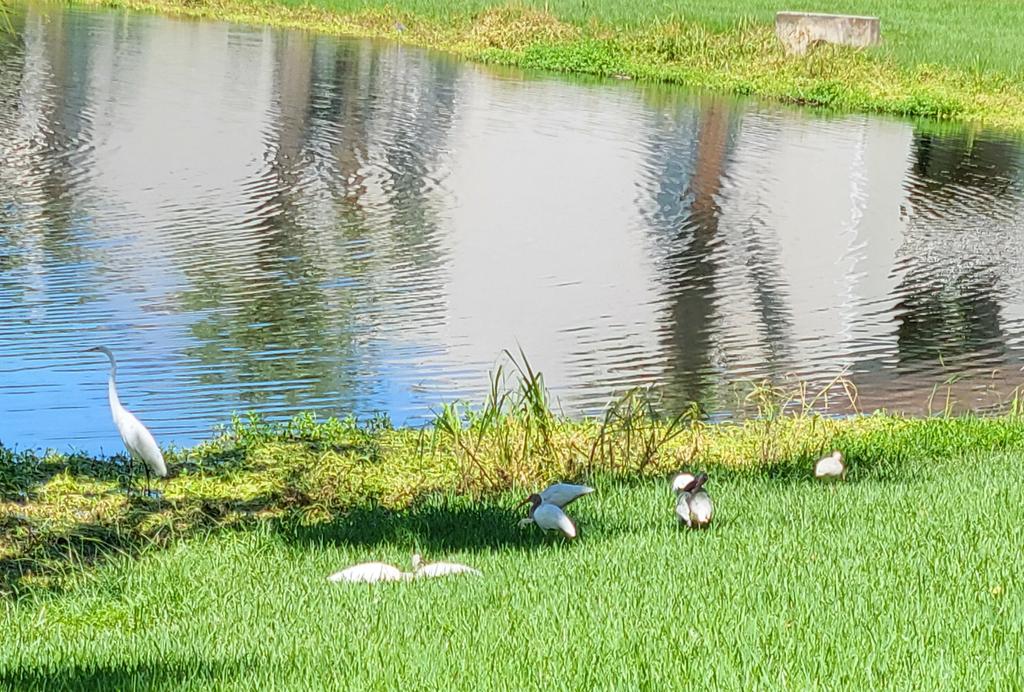 GildedDaemon's tweet image. Had gone out for a walk with the husband. Saw the first set of ducklings around the apartment this year. Plus more birds and some turtles.