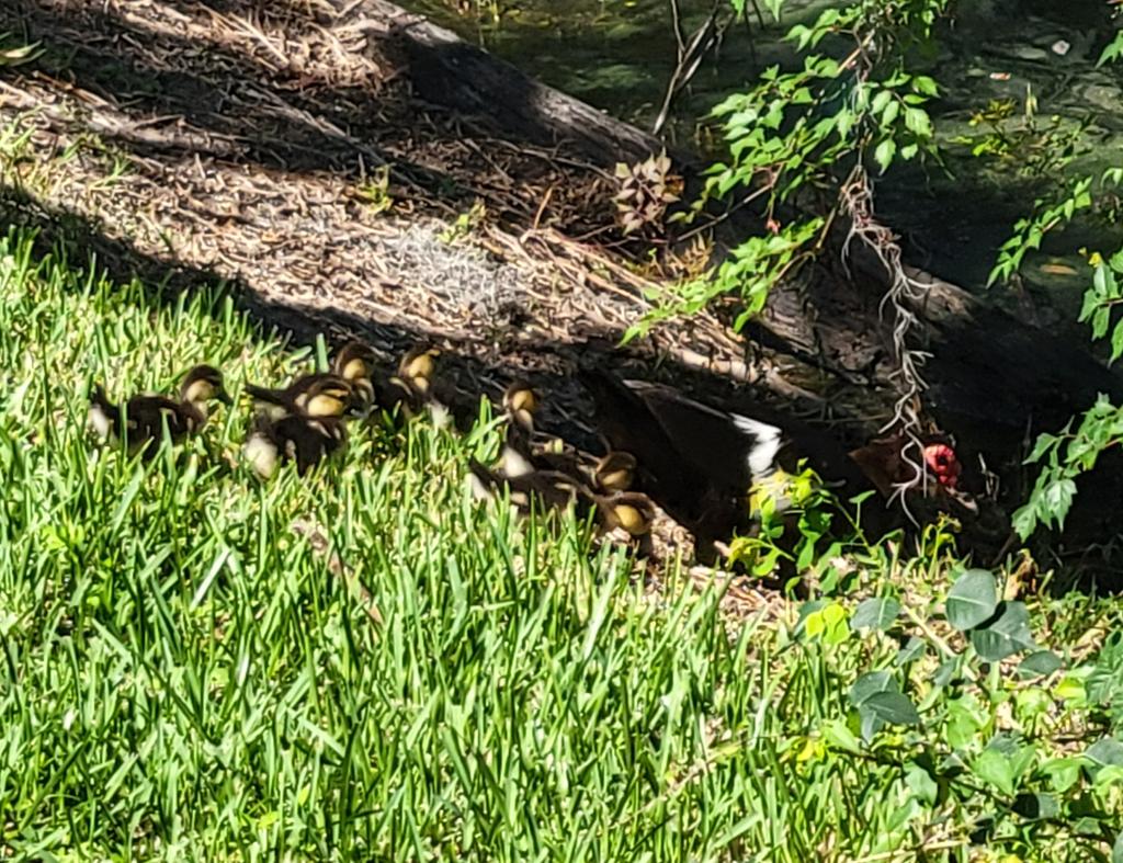 GildedDaemon's tweet image. Had gone out for a walk with the husband. Saw the first set of ducklings around the apartment this year. Plus more birds and some turtles.