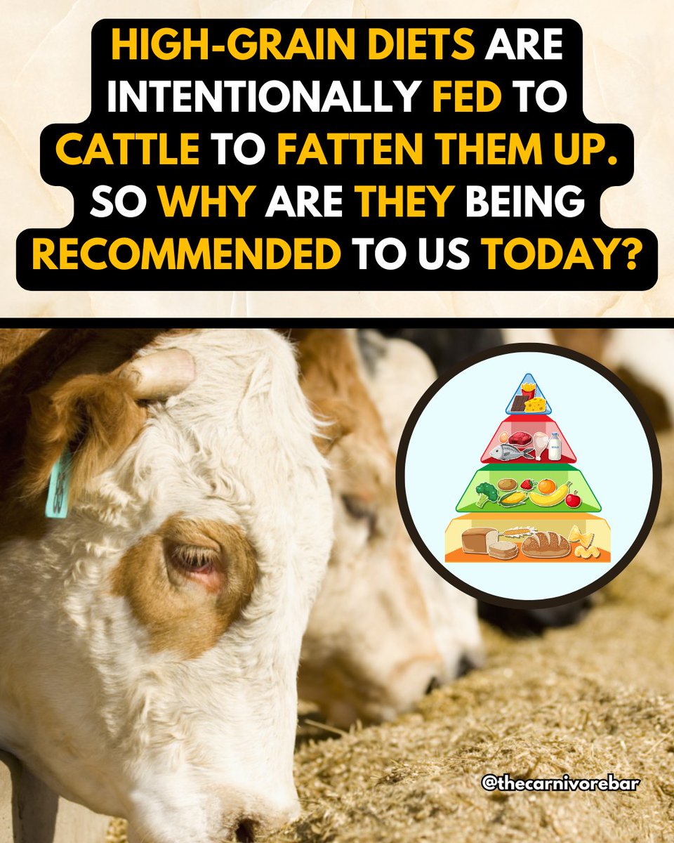 thecarnivorebar's tweet image. Grains fatten cattle fast, so why are they in our diets? 🤔 Because sick & tired = lifetime customers. You weren't meant for wheat, corn, & soy! #GrainLie #RealFoodHeals #AncestralEating #FoodIndustryExposed #eatmeat #carnivore