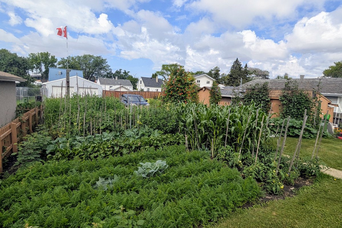 YEGwindshield's tweet image. Dad&apos;s garden is coming along