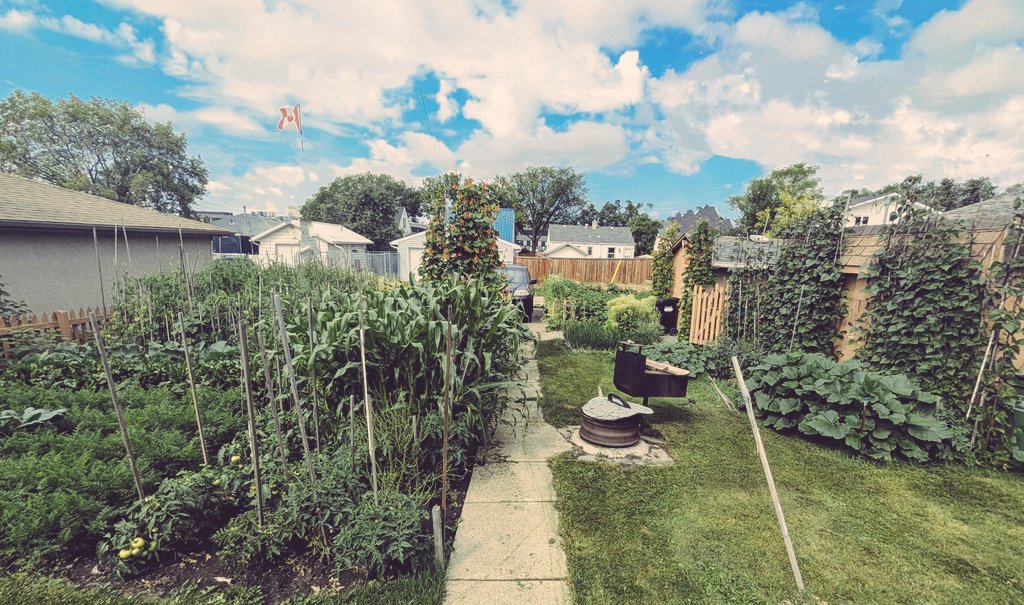 YEGwindshield's tweet image. Dad&apos;s garden is coming along