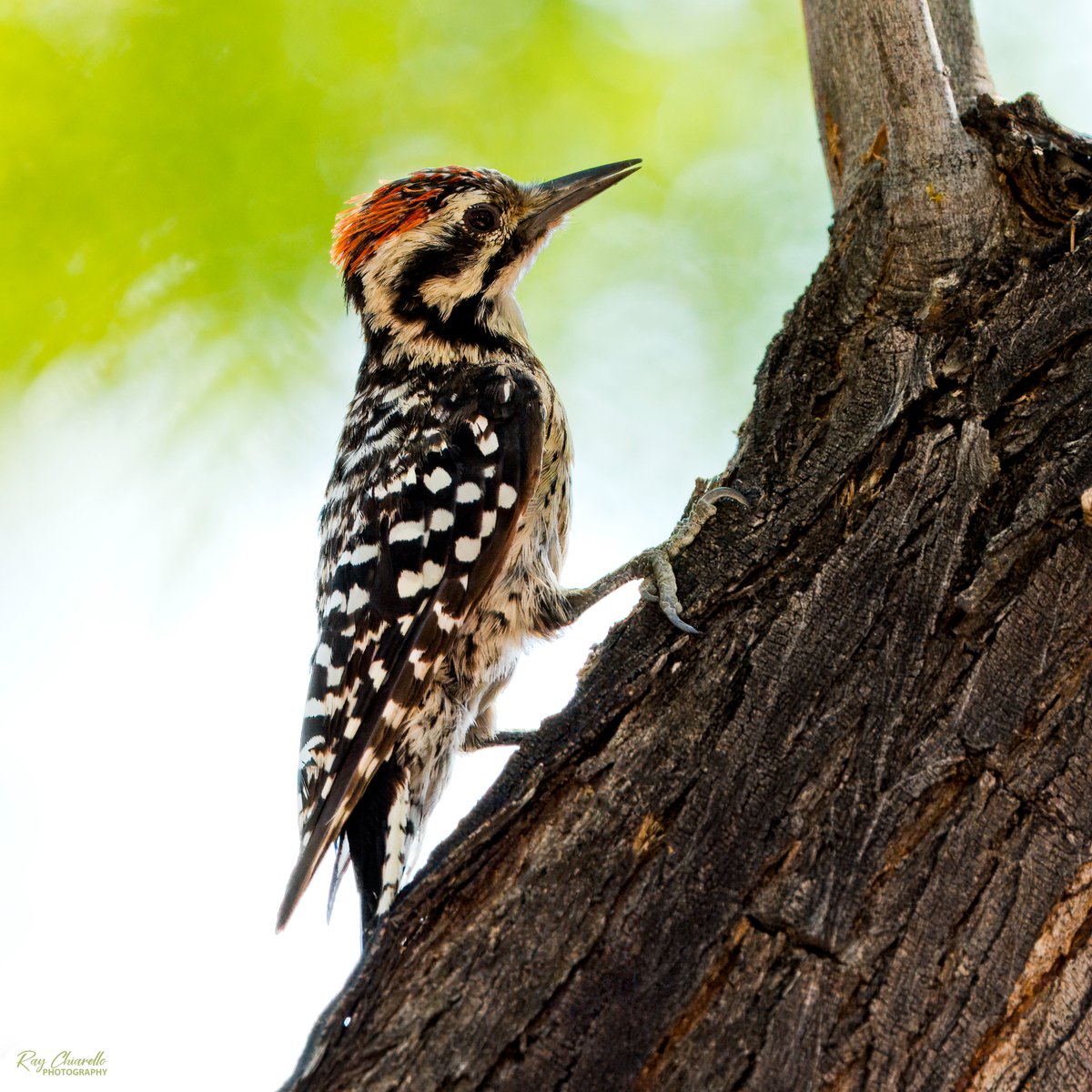 raychiarello's tweet image. Ladder-backed Woodpecker in my backyard today.
#Birds #MyBirdPic #Birding #BackyardBirding #BirdTwitter #ElPaso #Texas