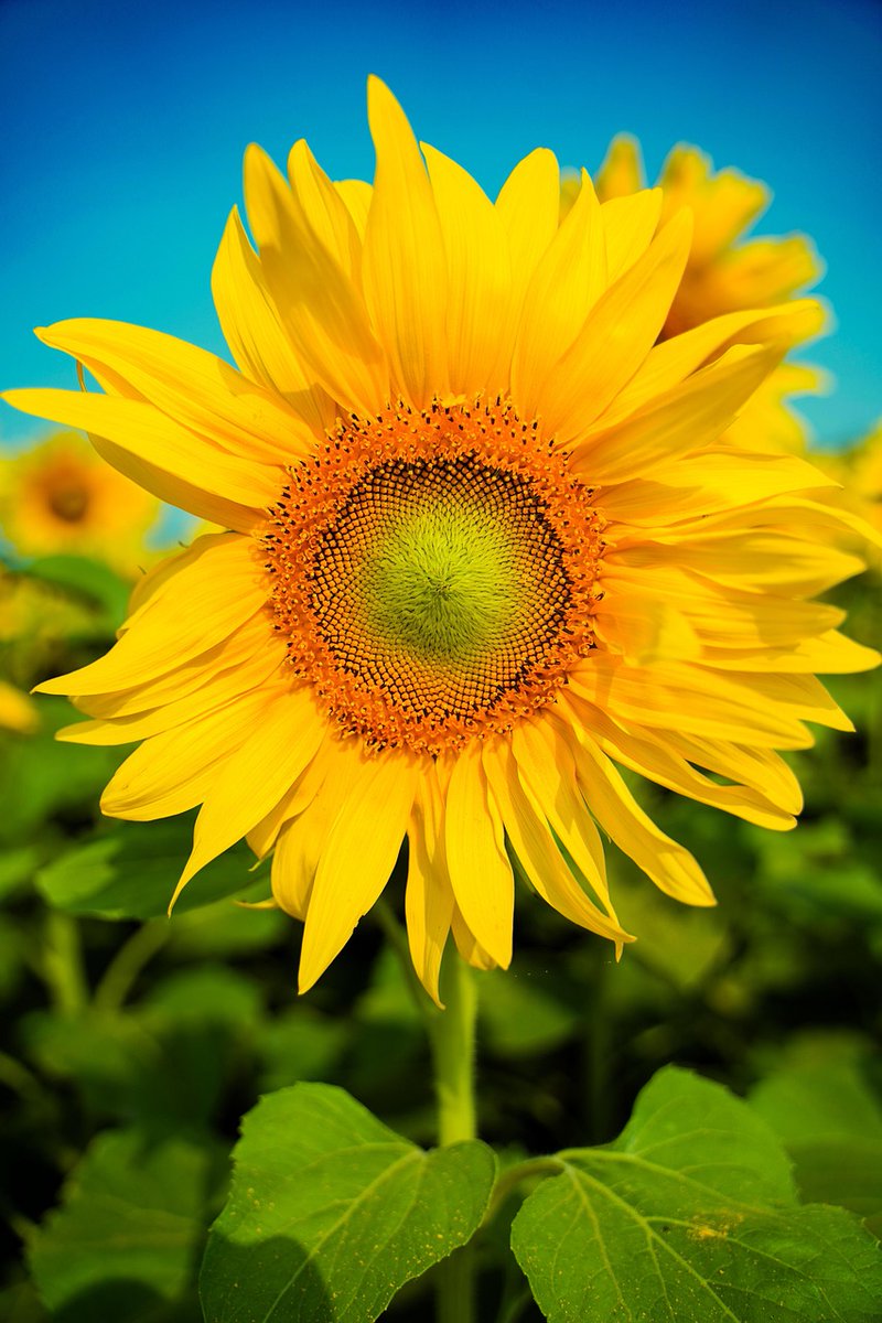 enbaibo_02's tweet image. 7月28日月曜日☀️32度

お早うございます🌞☕🌱🌻

久しぶりのおはツイです😅

私事ですが体調も回復し以前の会社に出戻りとして短時間バイトしております🍀
またまた低浮上になりますが
今週も宜しくお願いします(._.)

#おはツイ　#繋がりに感謝