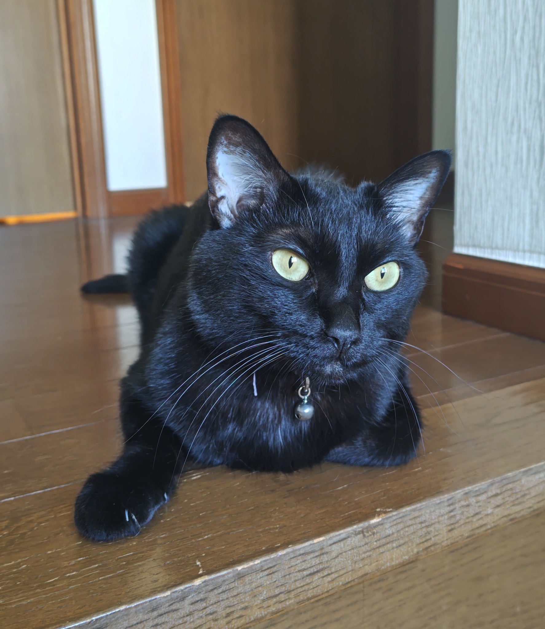 黒猫@タカシ on X: 