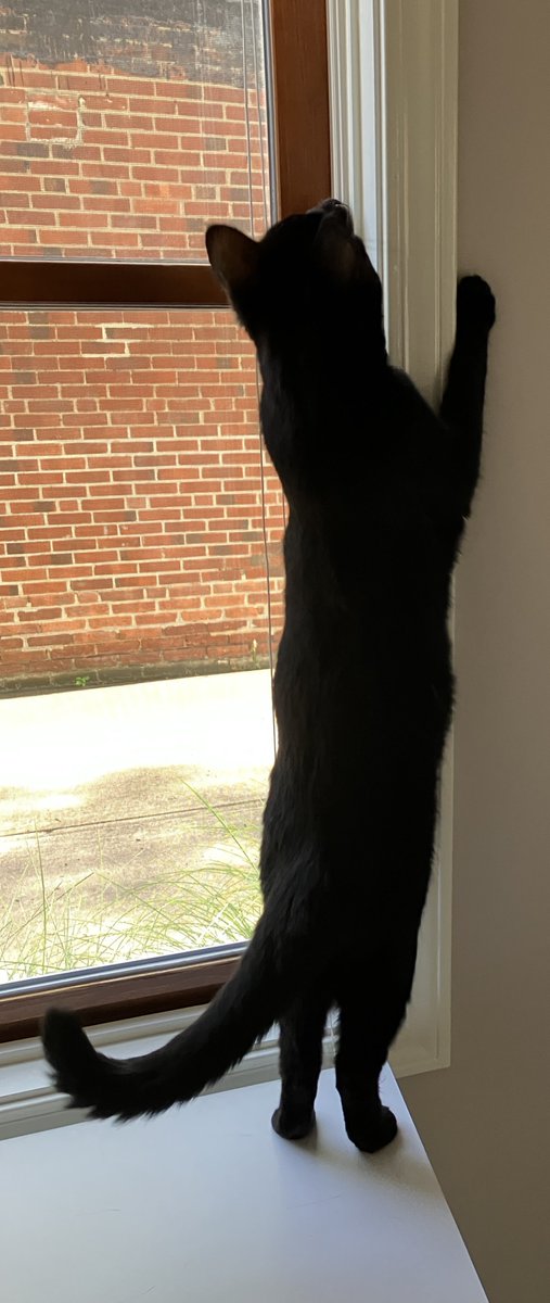 MacPlus_87's tweet image. One would think this was a panorama photo glitchโฆbut no. My boi is just lanky.