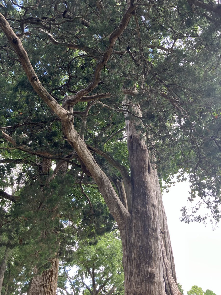 awake_human's tweet image. The trees are whispering loudly today 😉