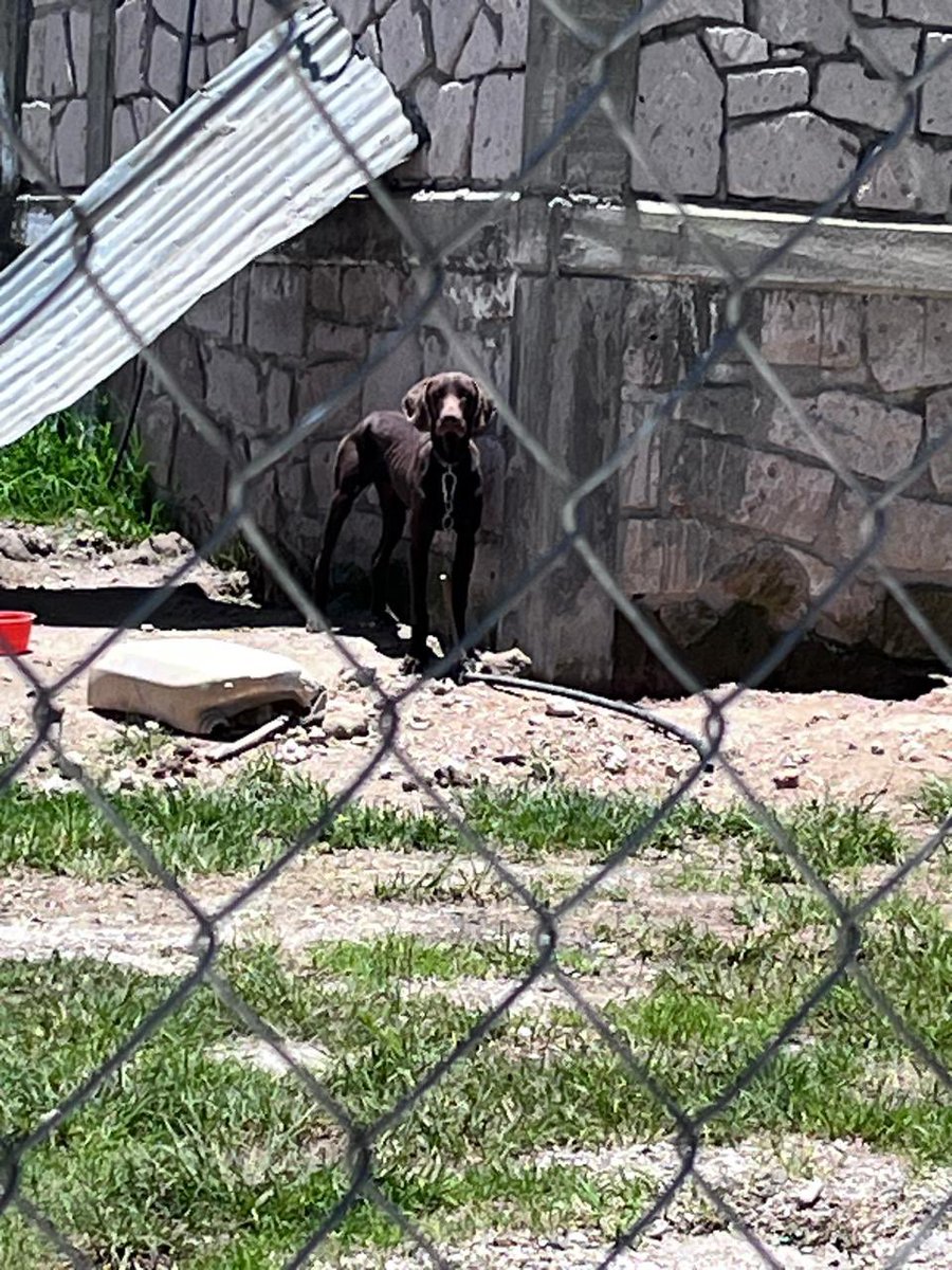 SanBathory's tweet photo. @FiscaliaEdomex podrían ayudar a un perrito que lo tienen en total abandono sin agua, ni alimento y amarrado bajo el sol. Se encuentra en Carr. San Jerónimo 50380 en San Jerónimo barrio, Aculco EdoMex. https://t.co/3eN42SyvCC