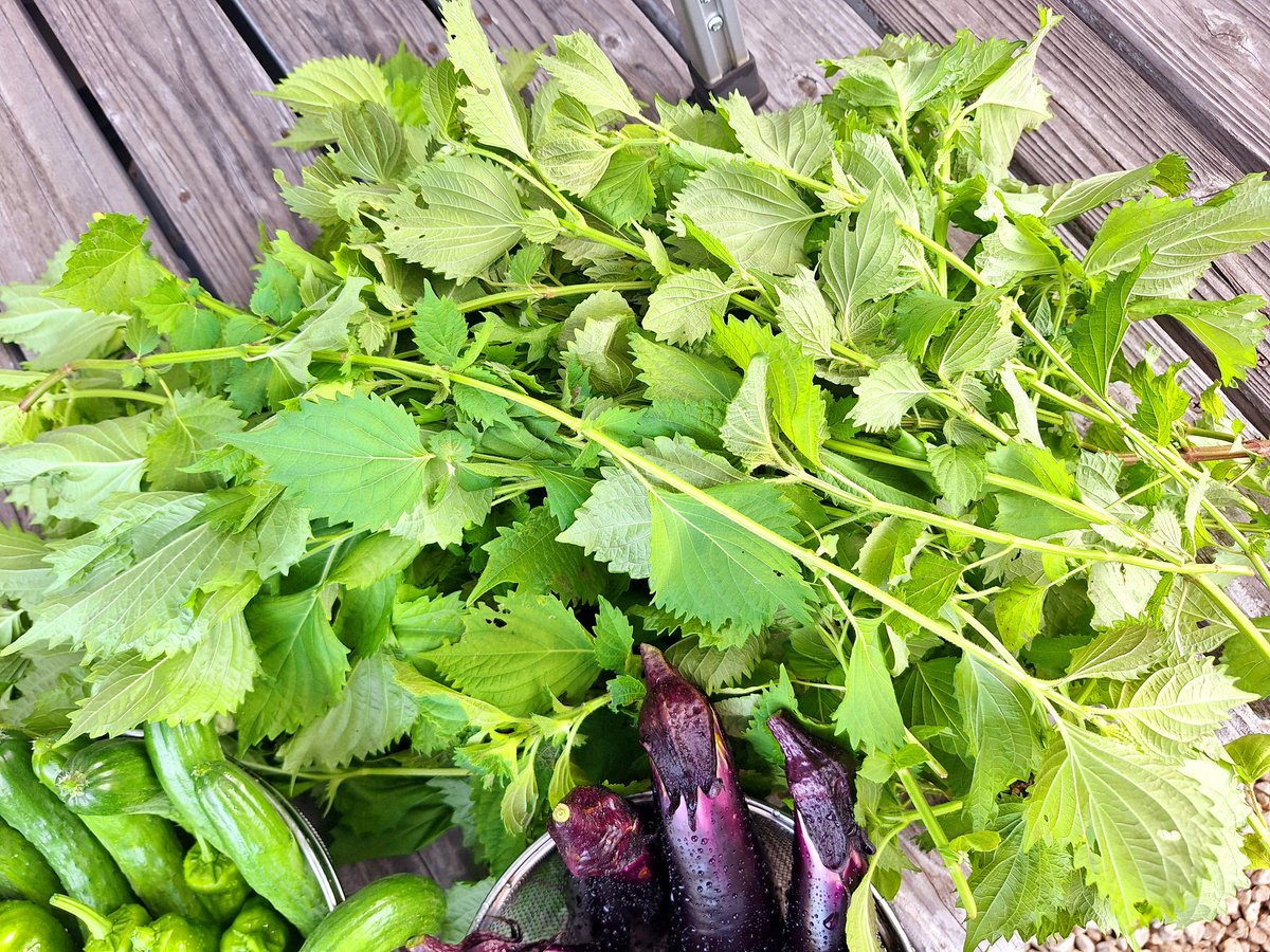 おはようおかひじき☘️
今朝の収穫🥒🍆🍓🫑🍅
今日も🍓と🍆と🫑爆なりでした✨
キュウリは10本🥒
シソとナスの更新剪定も完了!
シソはふりかけ用に乾燥させるのと
冷蔵庫保存用で分け分けするぞ〜🌿

現在キュウリ 242本目🥒