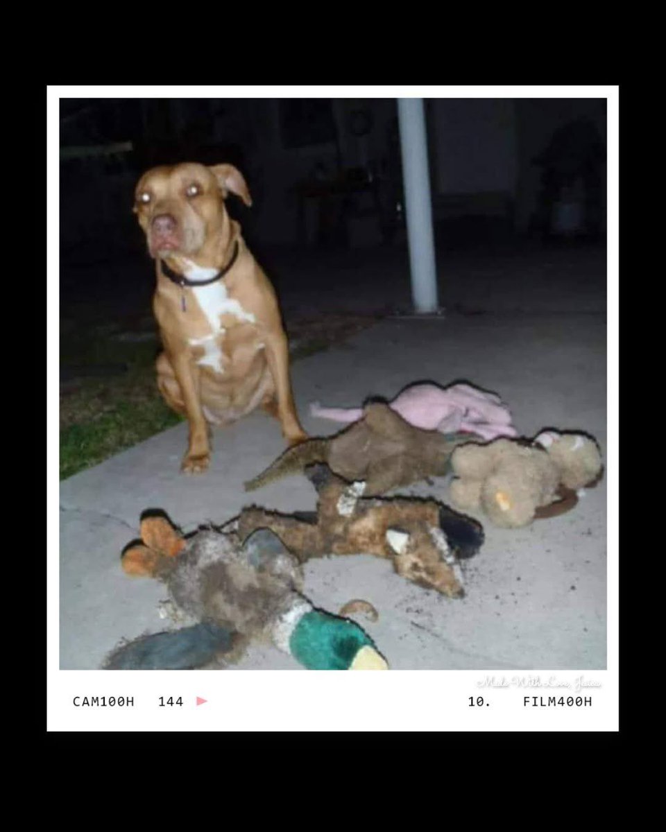 DabbKen's tweet image. 🚨BREAKING NEWS: The remains of six, missing for days, were found buried today in the yard of a East TX homeowner. Among the grisly remains were pheasant, mallard, monkey, fox, octopus, and another, too mangled for a positive ID. Still missing but feared dead are hippo, bear, and…