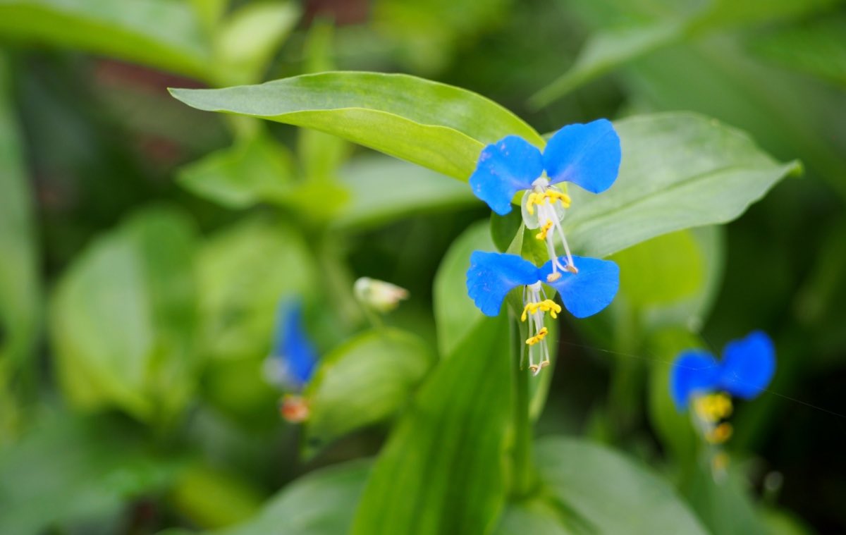 bz0178bz1's tweet image. 🌼
【✨💐366日の誕生花💐✨】
7月28日…ツユクサ
花 言 葉 …懐かしい関係
涼しげな色や姿が特徴的
青と黄色のコントラストが美しい草花
初めて会ったのに懐かしい…
そう思える人との出会いは感動🥰
💕🎂 本日お誕生日の皆様! 🎂💕
✨🎊おめでとうございます🎊✨
💜❤️💚#二人だけの秘密