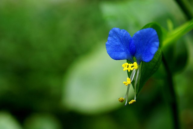 bz0178bz1's tweet image. 🌼
【✨💐366日の誕生花💐✨】
7月28日…ツユクサ
花 言 葉 …懐かしい関係
涼しげな色や姿が特徴的
青と黄色のコントラストが美しい草花
初めて会ったのに懐かしい…
そう思える人との出会いは感動🥰
💕🎂 本日お誕生日の皆様! 🎂💕
✨🎊おめでとうございます🎊✨
💜❤️💚#二人だけの秘密