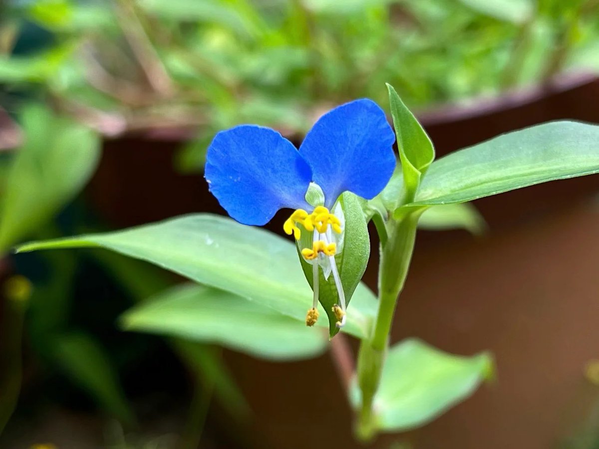 bz0178bz1's tweet image. 🌼
【✨💐366日の誕生花💐✨】
7月28日…ツユクサ
花 言 葉 …懐かしい関係
涼しげな色や姿が特徴的
青と黄色のコントラストが美しい草花
初めて会ったのに懐かしい…
そう思える人との出会いは感動🥰
💕🎂 本日お誕生日の皆様! 🎂💕
✨🎊おめでとうございます🎊✨
💜❤️💚#二人だけの秘密
