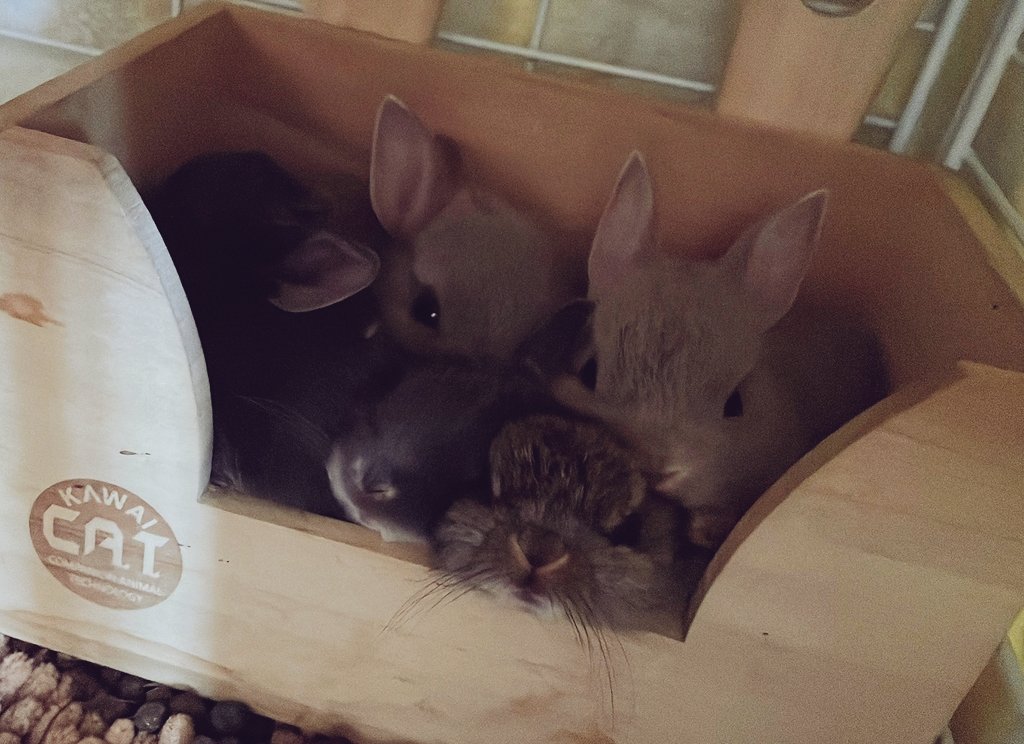 312mokomoko's tweet image. なかよし５つ子ちゃん🐰