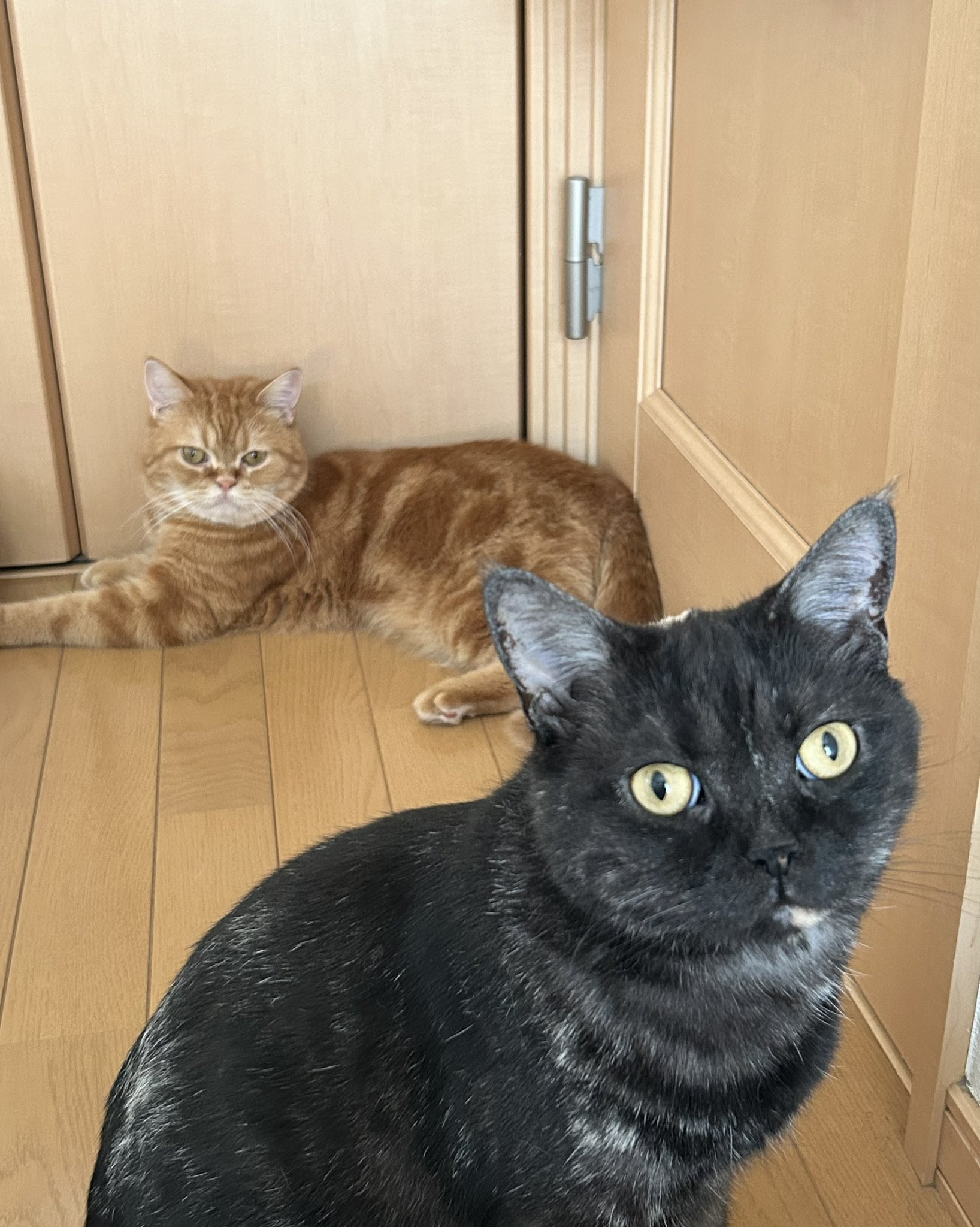 🐈‍⬛ぴめむぎ🐈 on X: 