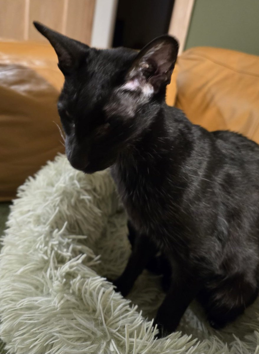 johnstf's tweet image. I&apos;m trying to look as handsome as I possibly can to cheer my mum up. Dad, I&apos;ll need more 🐟🍗🦐 if you want me to look even more handsome. Matteo 😹