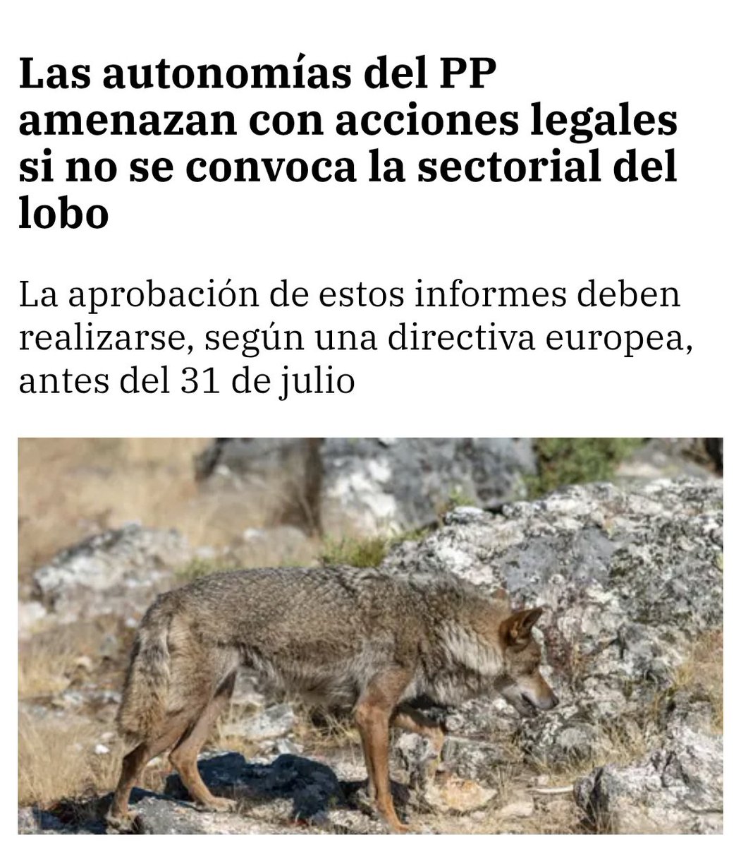 Marcoslrua's tweet image. Al @ppopular se le conoce principalmente por su escandalosa corrupción, pero también por ser un partido sin el más mínimo respeto por lo ambiental. El lobo no deja de ser una víctima más de una política negacionista que desprecia la ciencia y la conservación de la biodiversidad